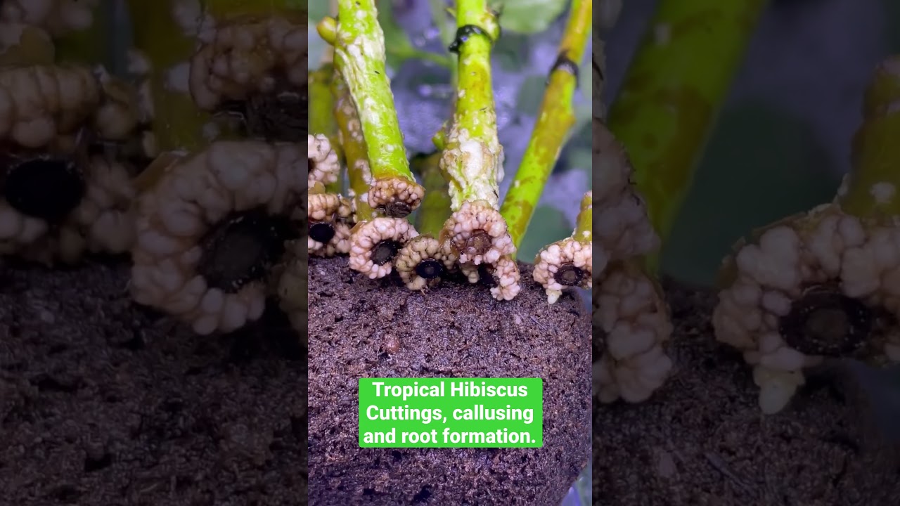 Hibiscus cuttings form a callus before adventitious root formation. #hibiscus #howtogrowhibiscus