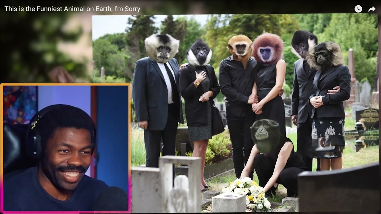 The Funniest PRIME - APE | Casual Geographic Reaction
