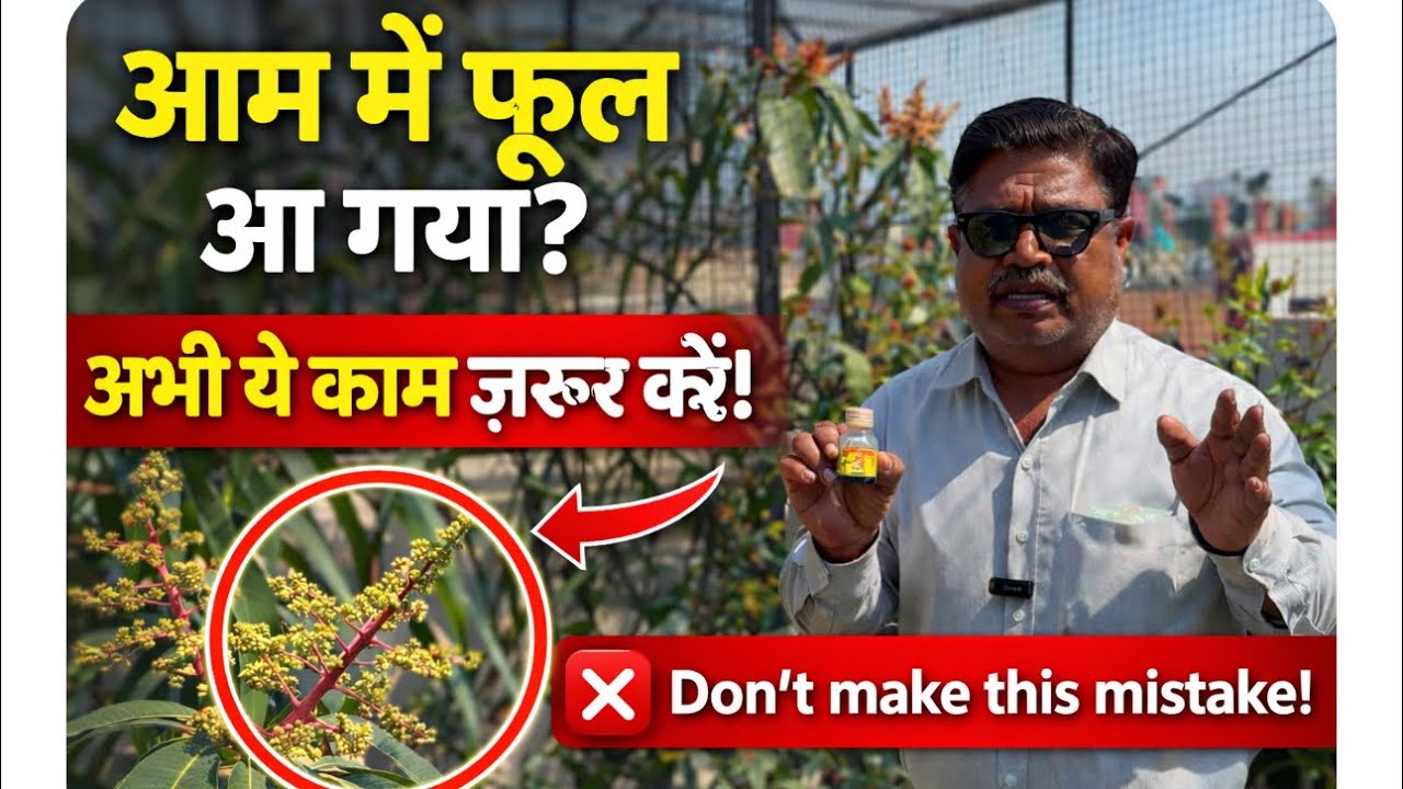आम में फूल आ गया? अभी ये 3 काम ज़रूर करें | Don’t Make This Mistake in Mango Flowering Time