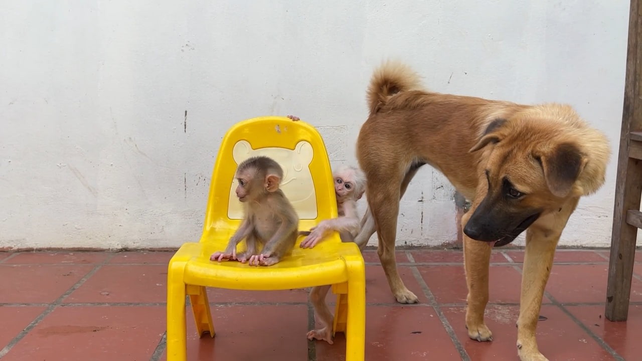 DouDou Want To Join Playing With Bro Chamroeun And Sister Luna