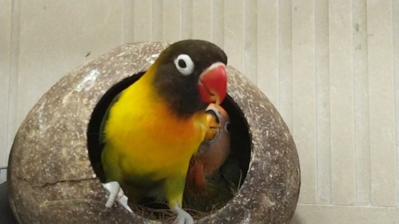 Fischer's Lovebirds feeding babies//Lovebirds//Parrot 