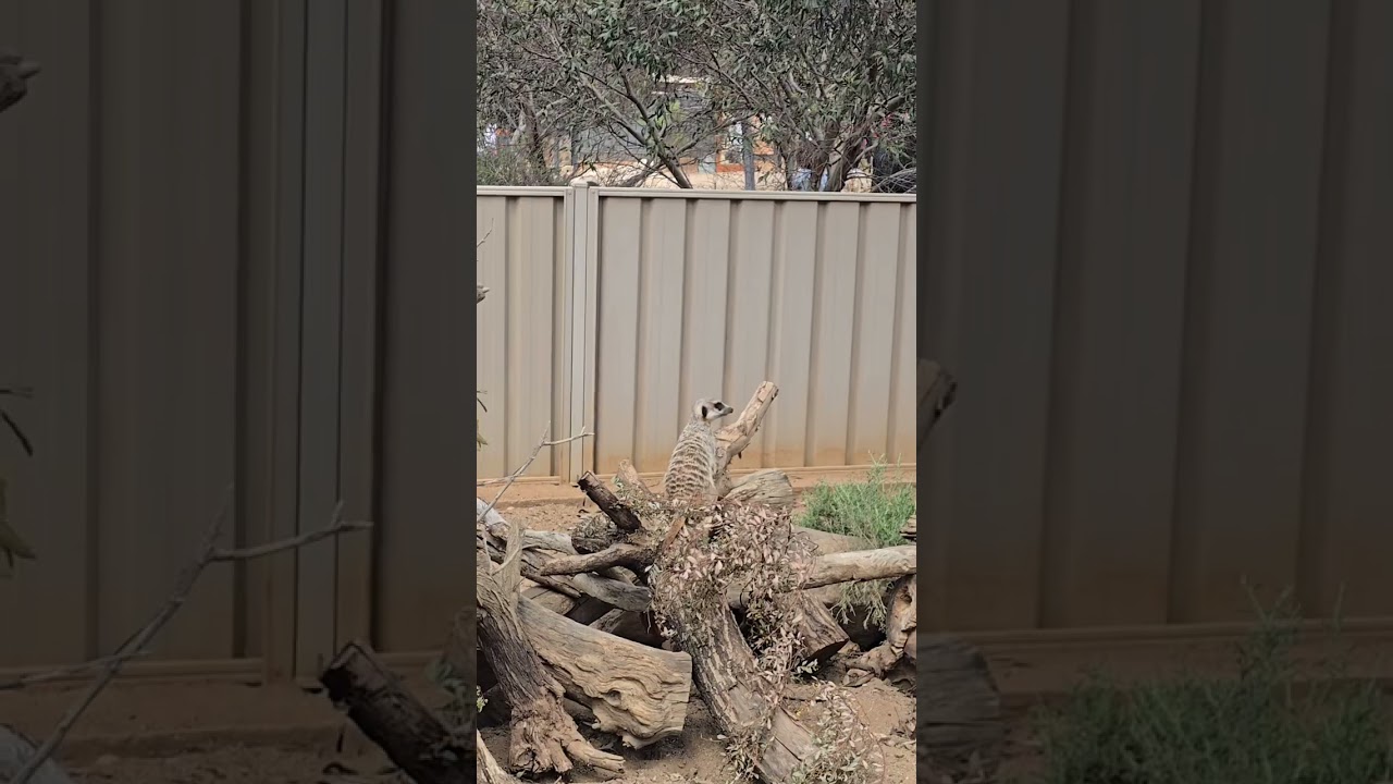 Monarto Safari park Australia part1 vlog