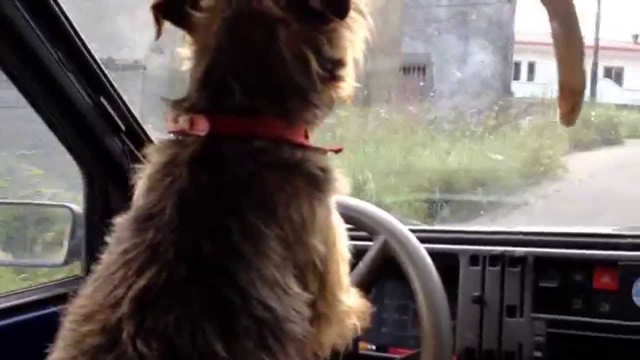 CANE CHE GUIDA