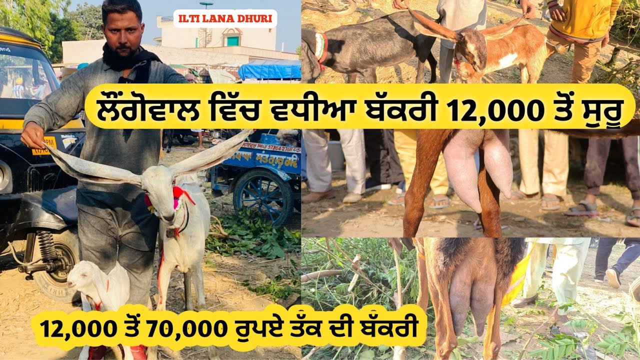 12,000 ਤੋਂ ਸੁਰੂ ਲੌਂਗੋਵਾਲ ਵਿੱਚ ਵਧੀਆ ਬੱਕਰੀ । Longowal Bakra Mandi । #goat #goats #goatfarming