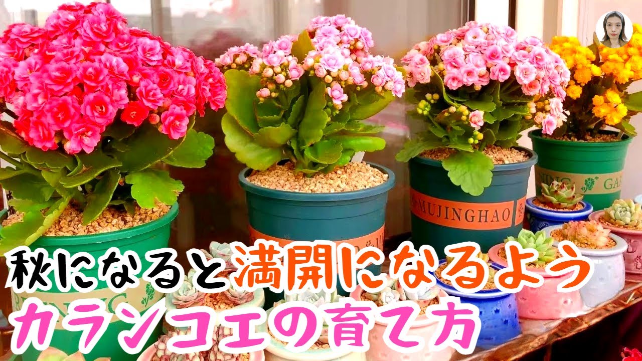 カランコエの育て方、夏ごろの剪定をできれば、秋になると驚きの満開になる！|花子