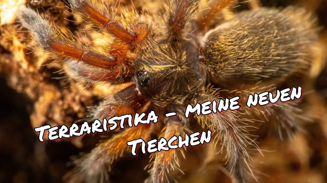 Terraristika - Meine neuen Tierchen