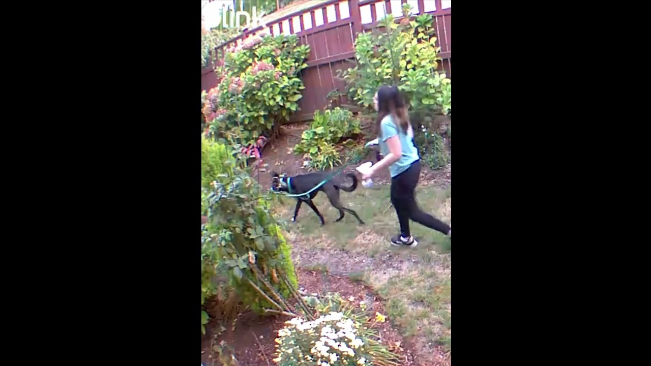Cute🐕Formosan Mountain Black Dog With Head Halter And Owner Walking Grassy Fenced Backyard [USA]