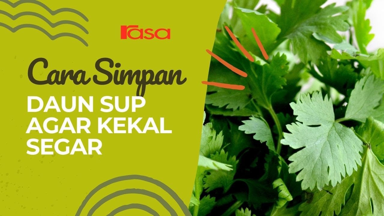Cara Simpan Daun Sup Agar Kekal Segar