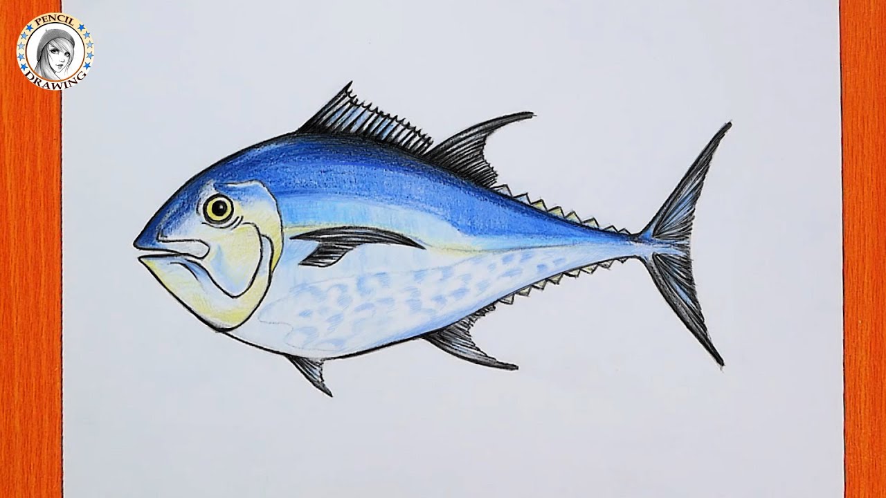 رسم للمبتدئين |  how to Draw a fish | tuna fish | رسم سهل | خطوات الرسم | سمكة التونة