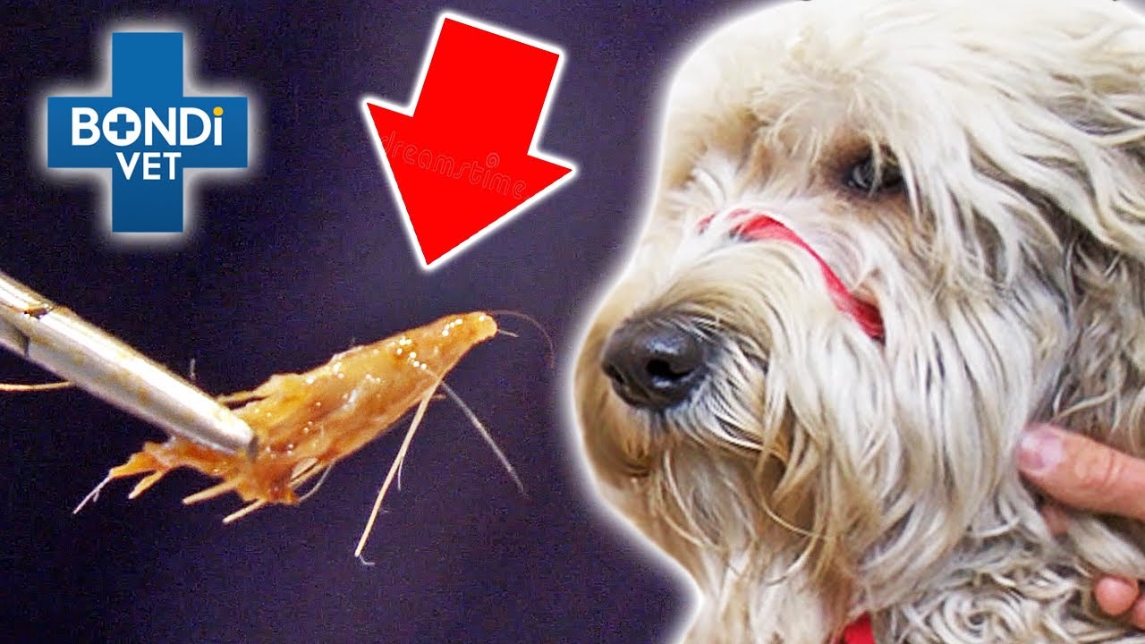 Huge Grass Seed Wedged Deep in Family Dog's Ear 😫 | Vet on the Hill Clips | Bondi Vet