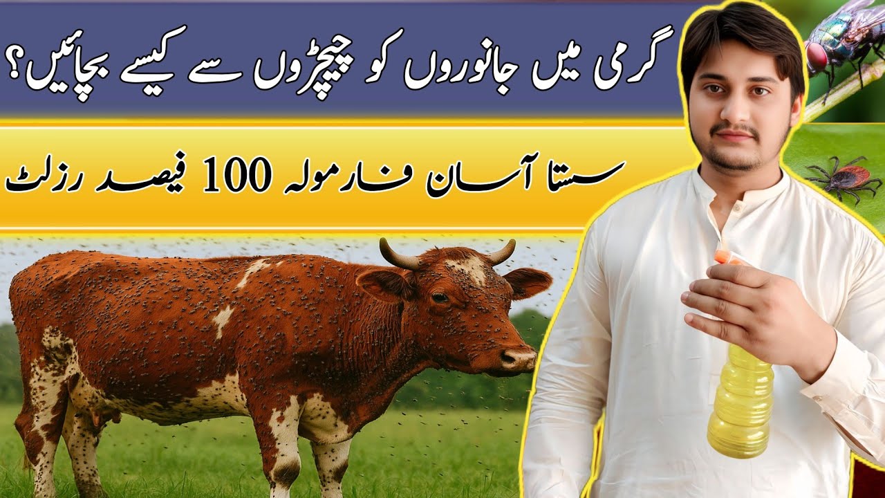 How To Control Ticks in Cows || Janwar Ko Chichar Se Kaise Bachaye || Chichad Marne Ki Dawa