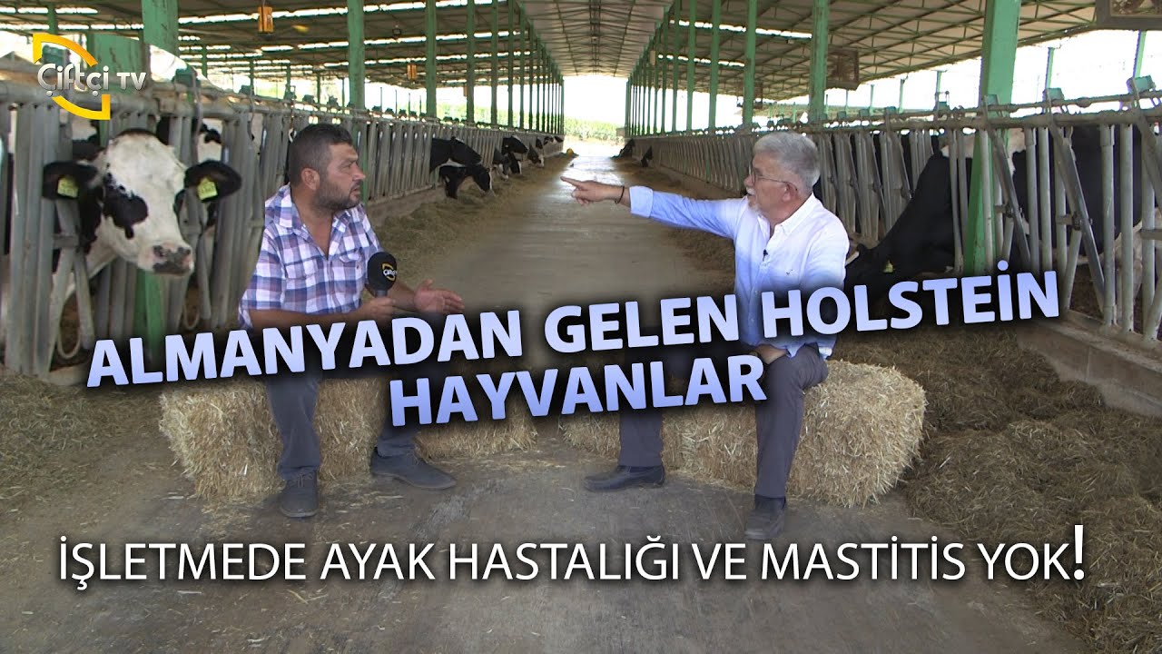 İsrail Sistemi Barınaklarda Ayak Hastalıkları ve Mastitis Yok! - Çiftlik Kabusları