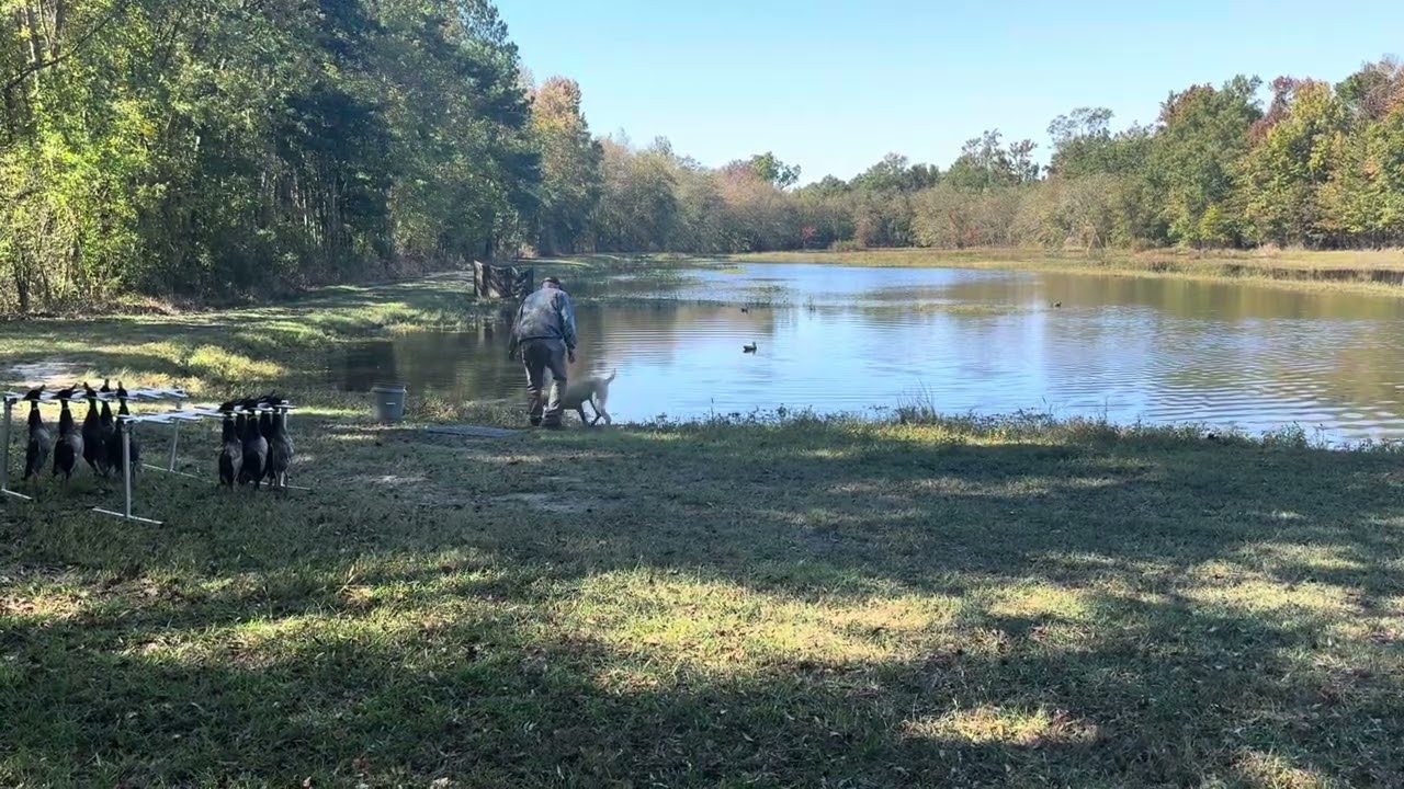 AKC JUNIOR hunt test. Sugar&rsquo;s 2nd series, first pass!