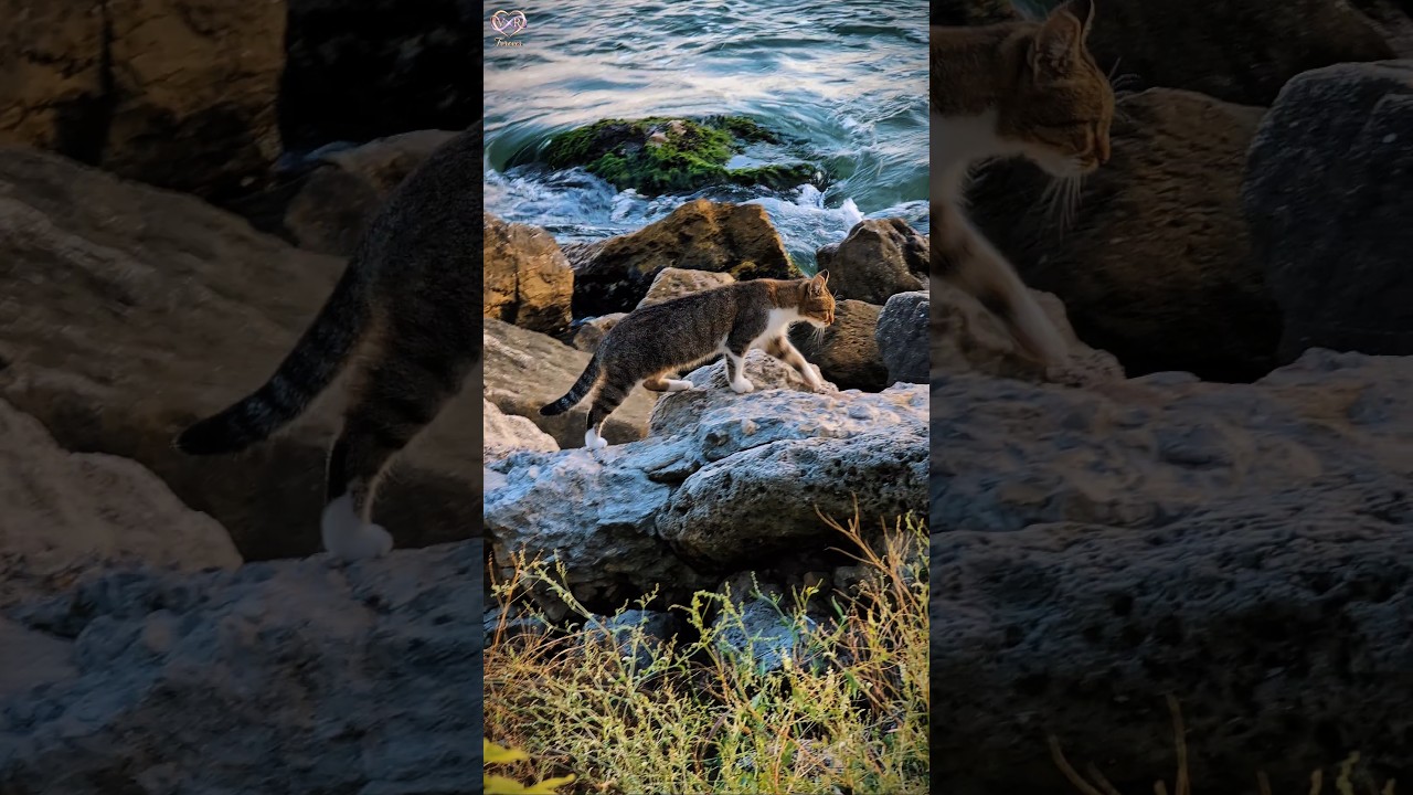 Cute Cat Walking on Rocks by the Ocean🌊 Relaxing Ocean Waves ASMR ✨ 