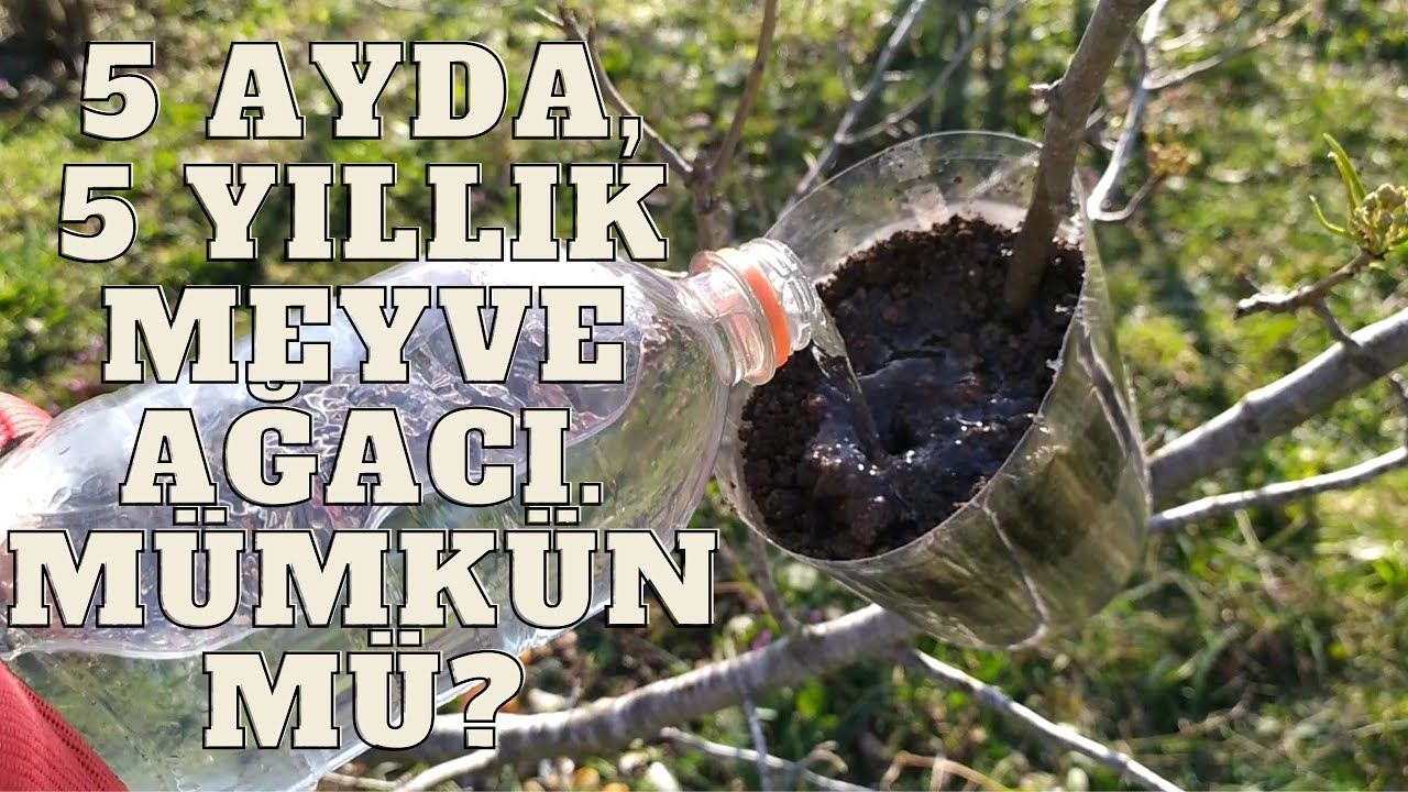 Havai Köklendirme (air layering) ile Armut Ağacı Köklendirme.