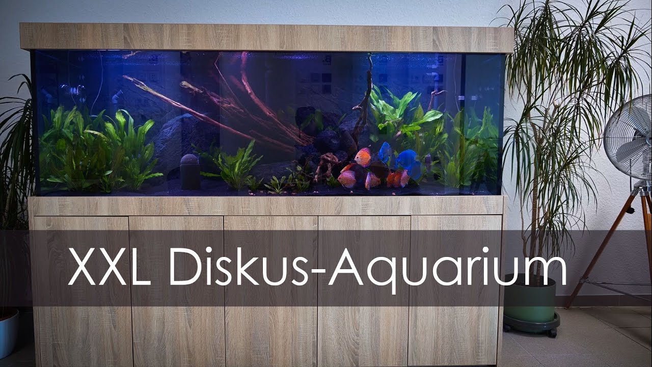 1000 Liter Aquarium einrichten - 2 Meter Diskus-Aquarium aufstellen mit Musik  | Aquado-Zoo Dortmund