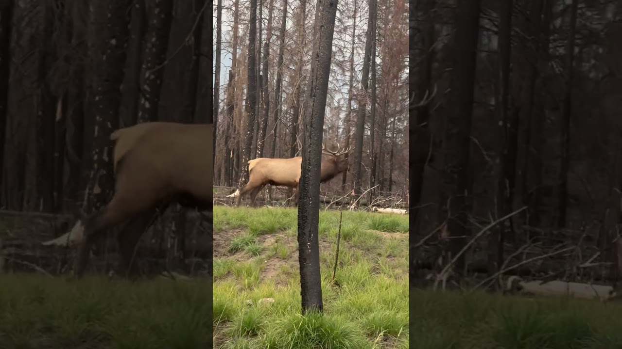 Awesome Wild Bull Elk Bugle during the Rut. Jasper National Park 