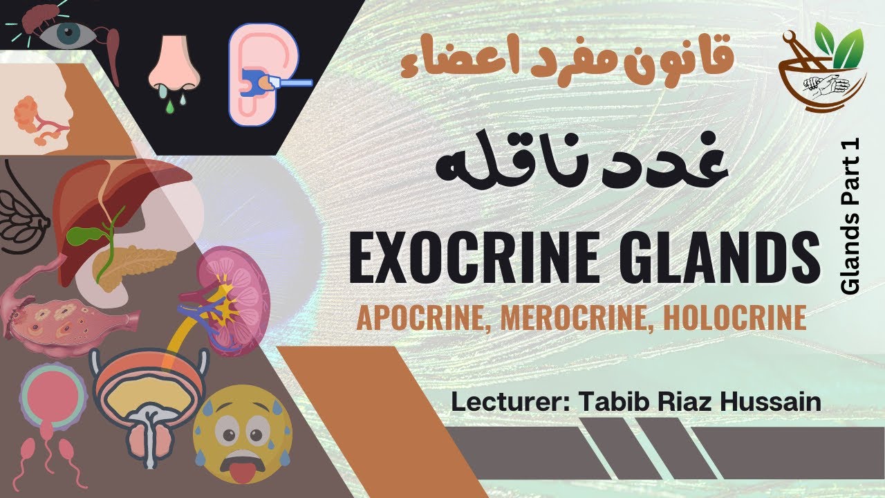 Exocrine Glands | Difference between exocrine and endocrine system complete lecture in Urdu Hindi