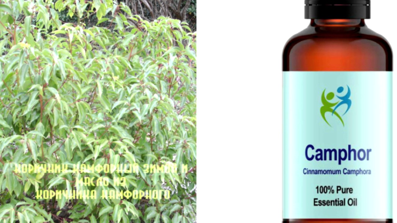 Что такое камфорные растения? Естественные природные носители камфоры