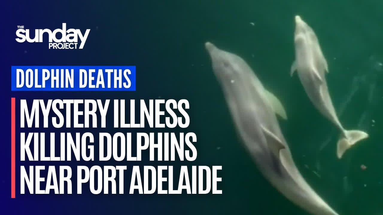 Race To Identify Mystery Illness Killing Dolphins Near Port Adelaide