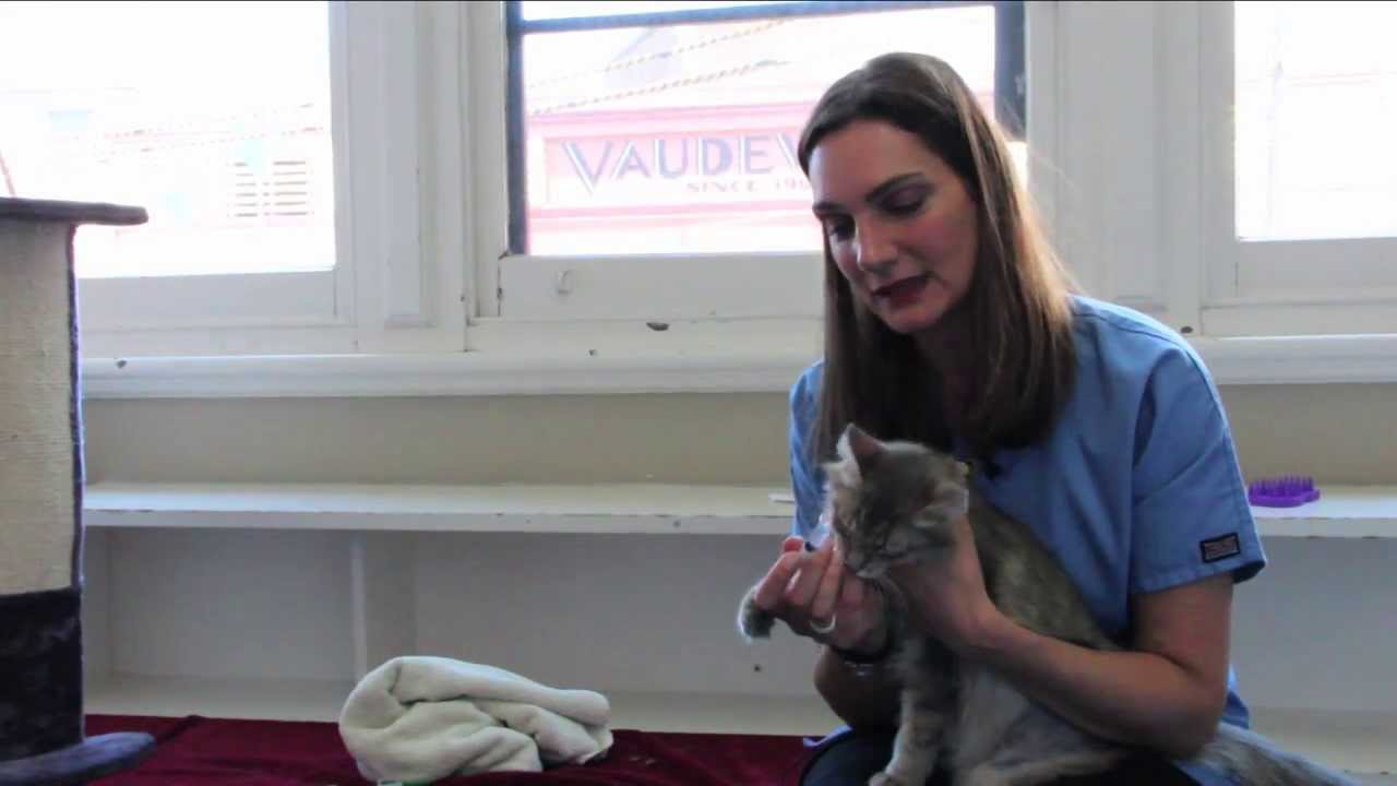 How to medicate your cat or kitten