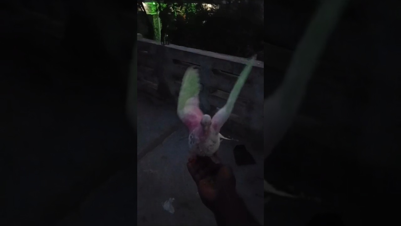 pigeon training #pigeons #reaction #publicreaction #kabutar #pigeonshorts #trendingshorts