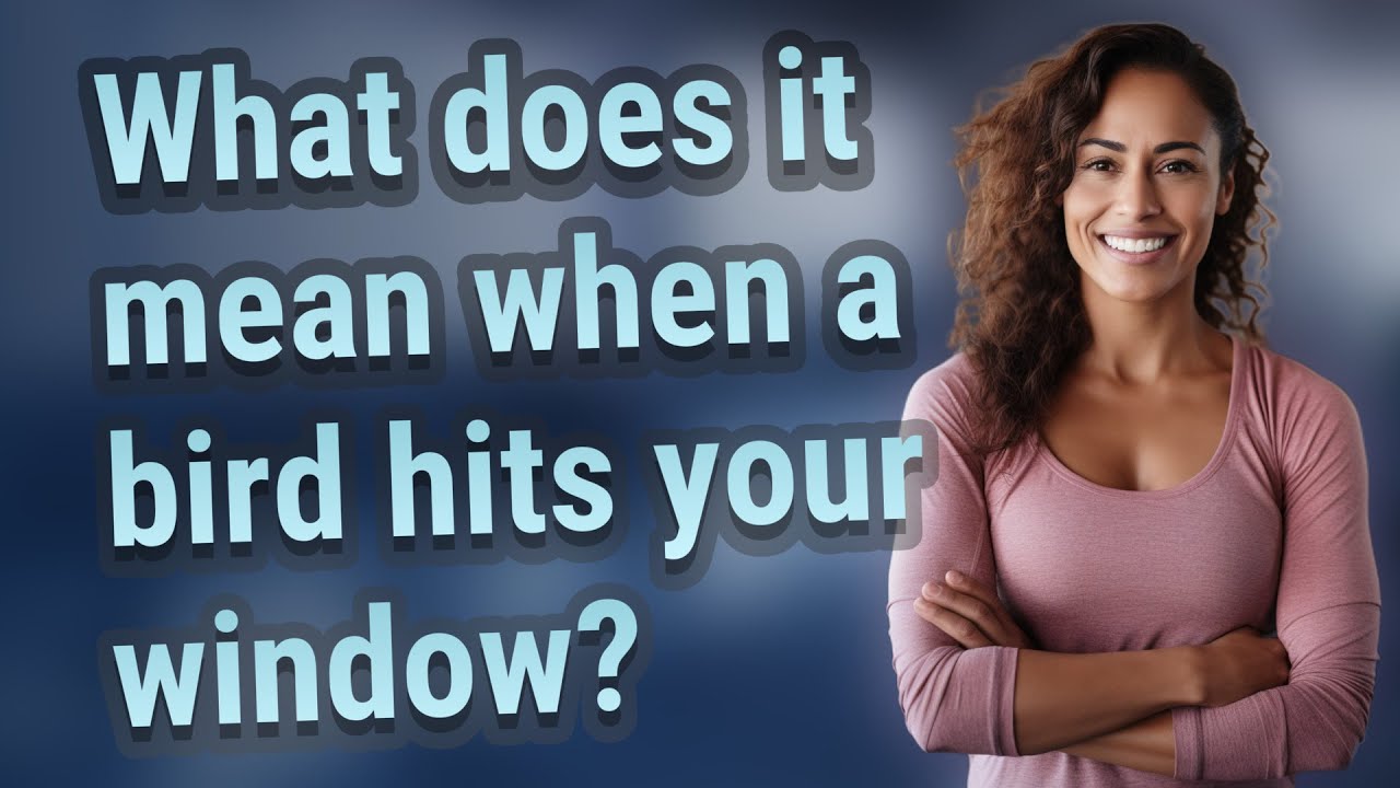 What does it mean when a bird hits your window?