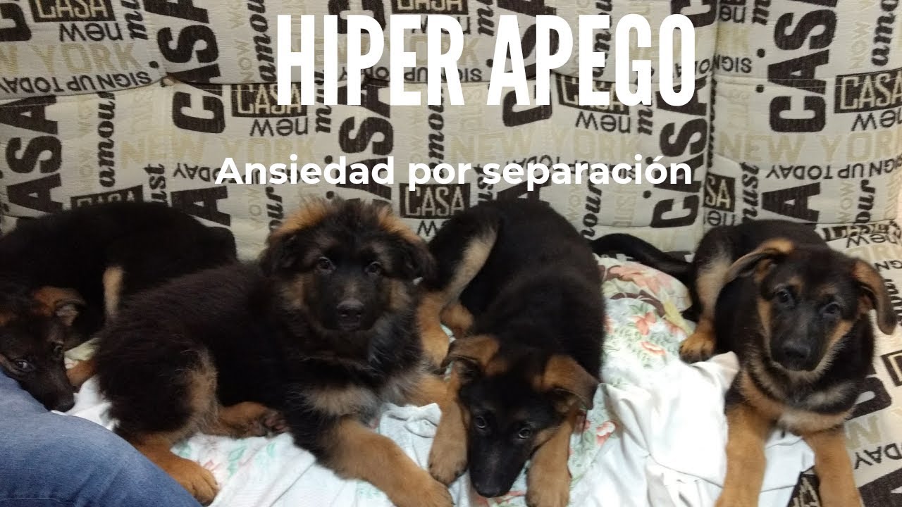 Hiper Apego en Perros Rescatados