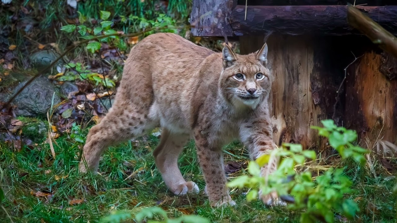 Ähtärin eläinpuisto - Ähtäri Zoo 25.10.2025