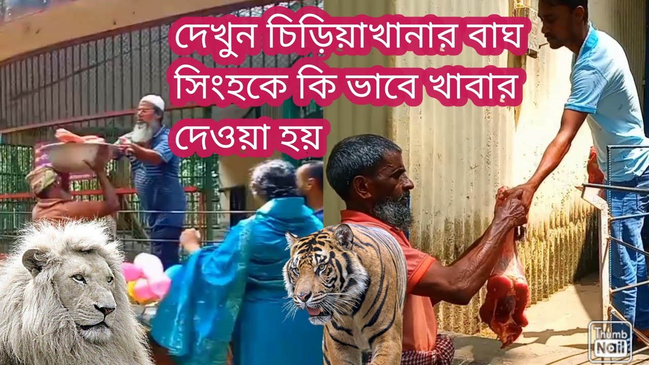 দেখুন চিড়িয়াখানার বাঘ সিংহ //Bangladesh National zoo Tigers lion//Mirpur Dhaka Bangladesh zoo