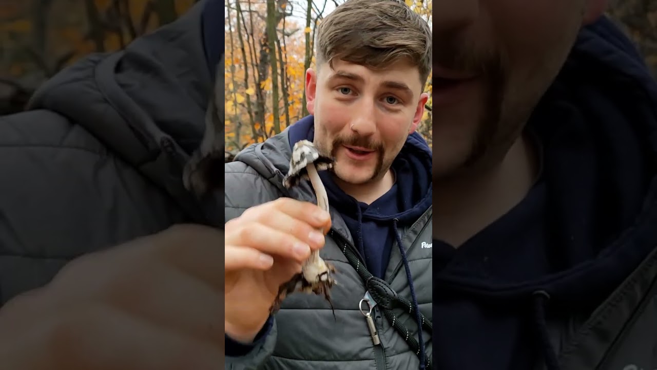 Навозник белый (Coprinus comatus)