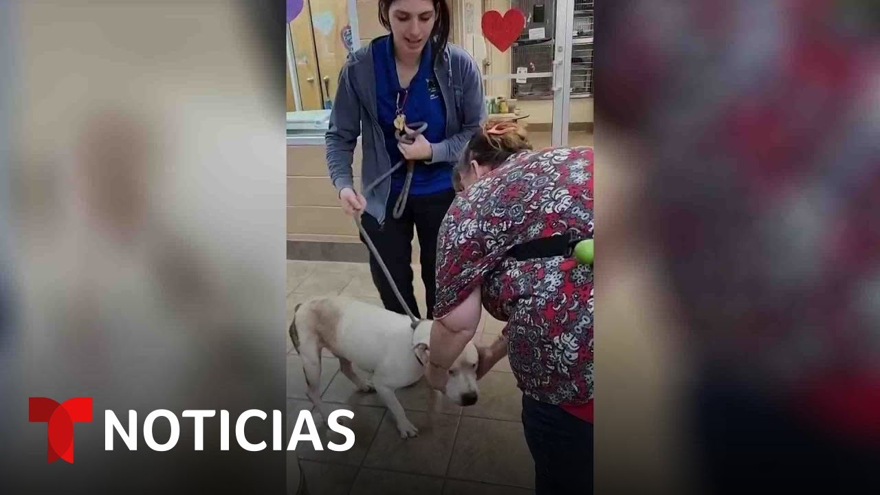 Vea el reencuentro de un perro y su dueña después de más de 4 años | Noticias Telemundo