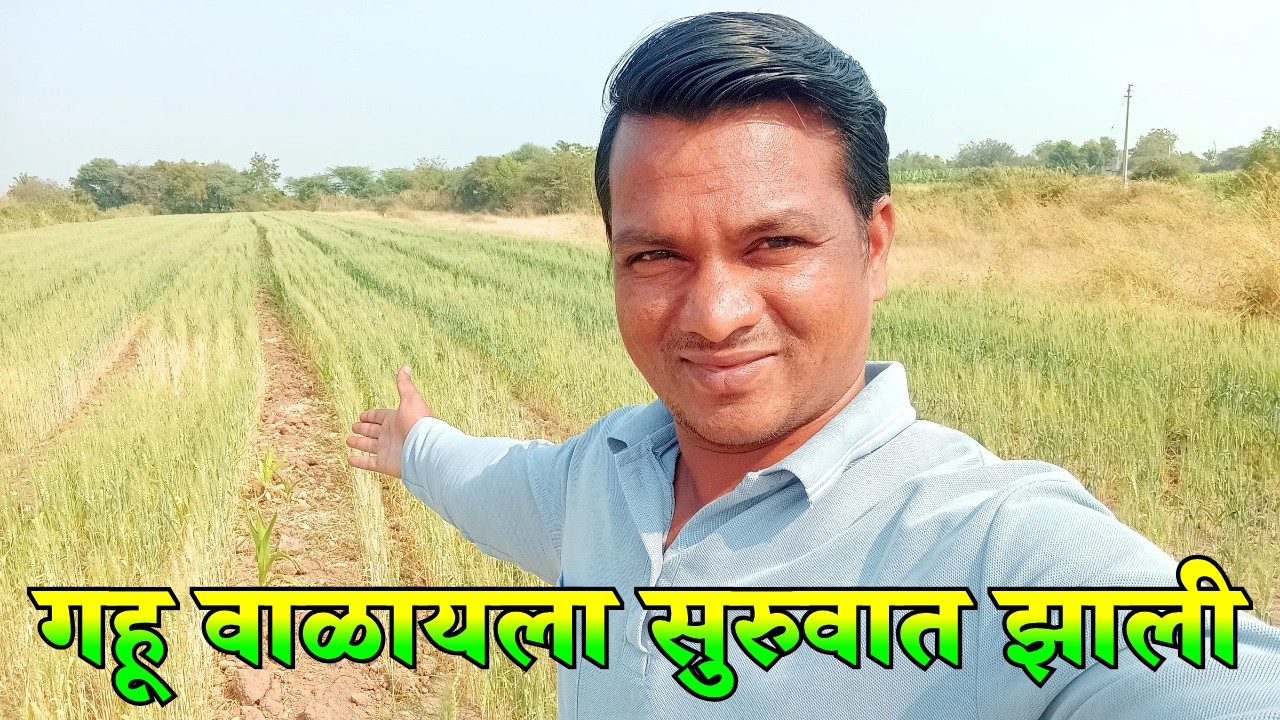 गहू 🌾 वाळायला सुरुवात झाली 😃 | Marathi Vlog