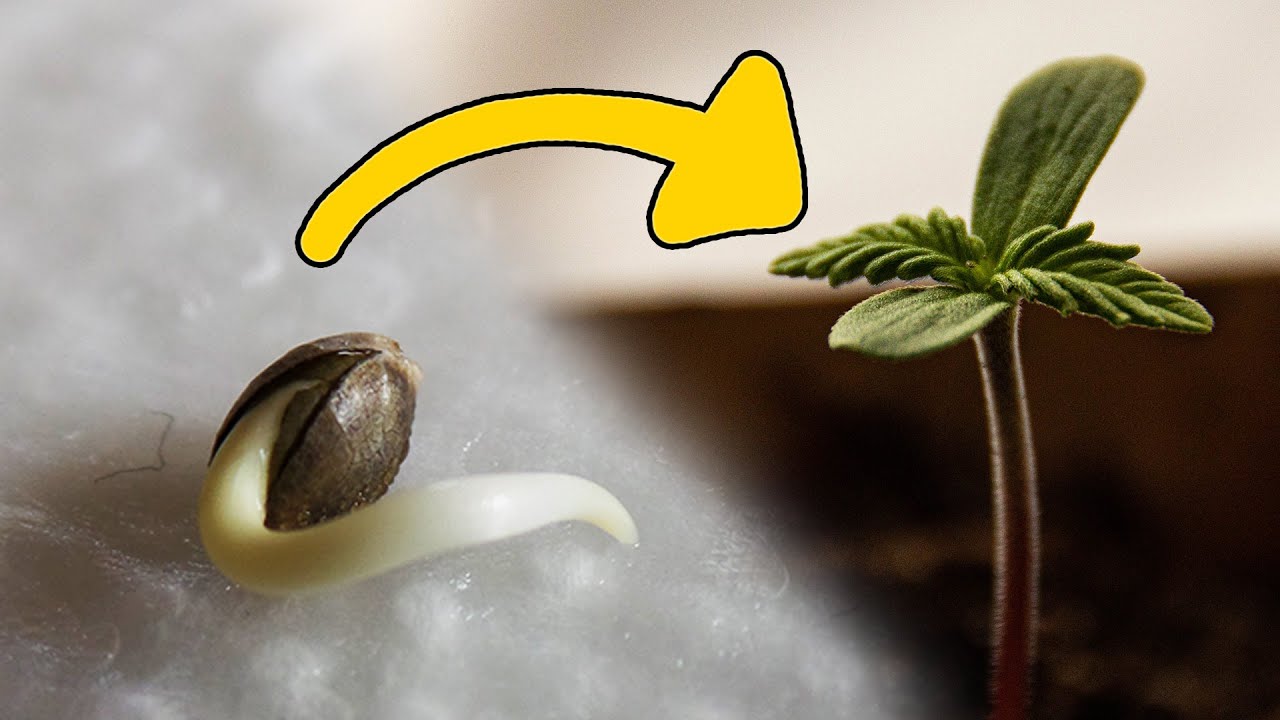 Wie man Cannabis Samen richtig keimen l&auml;sst