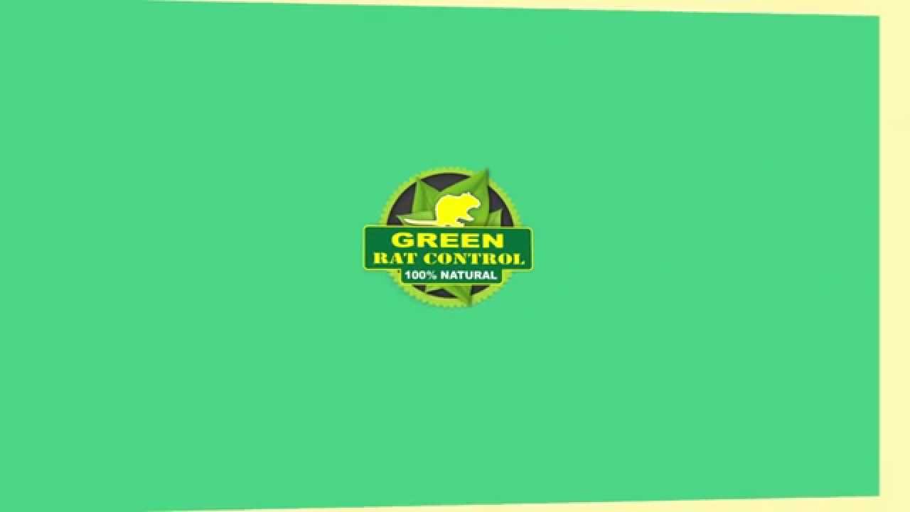 Dead Animal Removal Green Rat Control