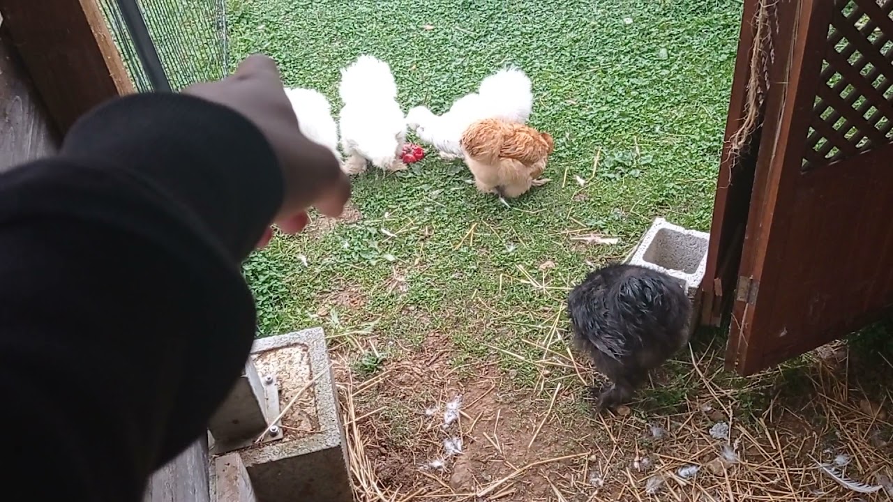 je vous montre mon élevage de poule de soie (+ je vous donne des conseils )