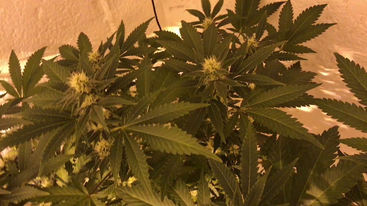 Critical Mass etc. Wk 2 flower