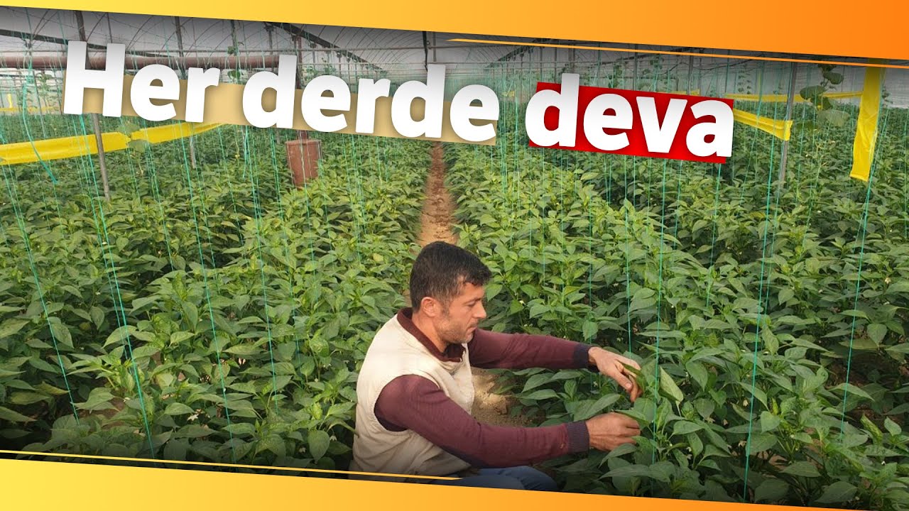 Her Derde Deva: Samandağ Biberi