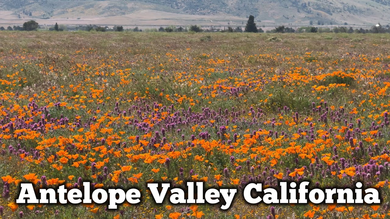 Бесплатные места для любования цветущими маками в долине Антилоп, Калифорния.