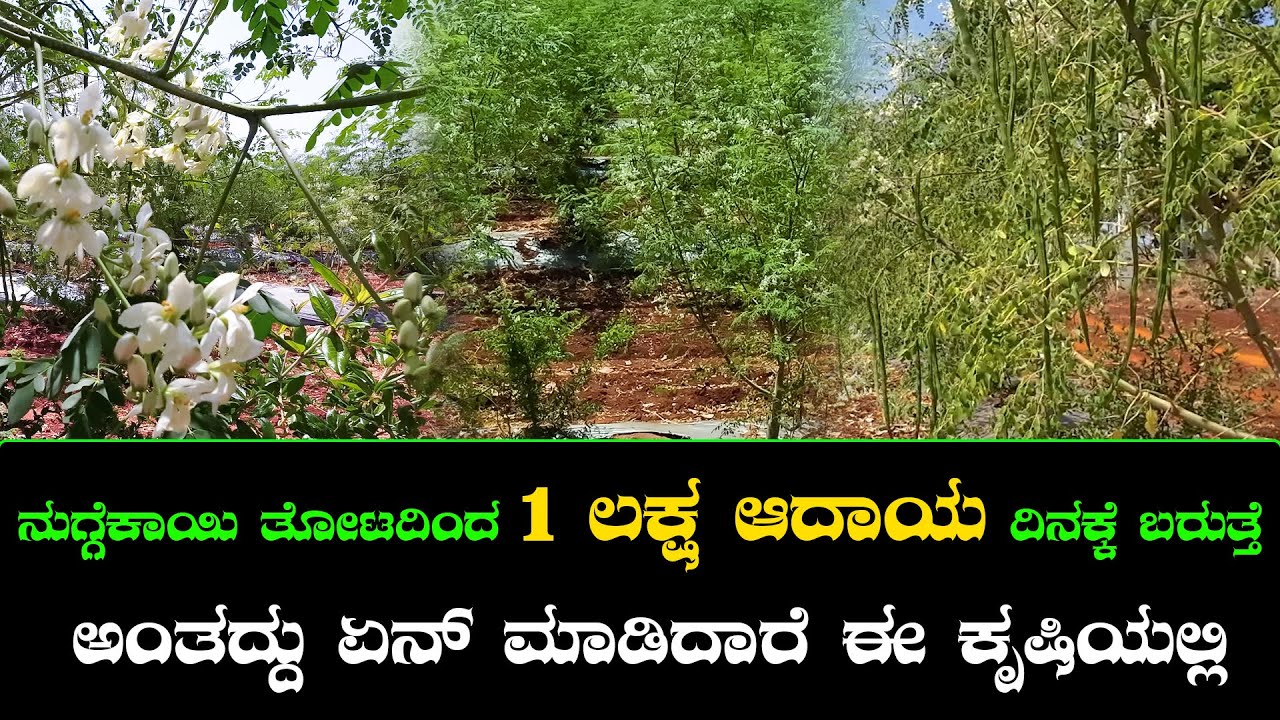 ದಿನಕ್ಕೆ 1 ಲಕ್ಷ ಆದಯ ಬರುತ್ತೆ ಈ ನುಗ್ಗೆ ತೋಟದಿಂದ | Nandi Tv Karnataka | Nutmeg