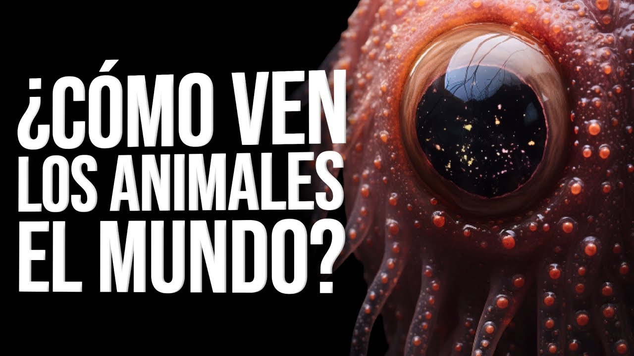 Animales Con Una Visión Inusual