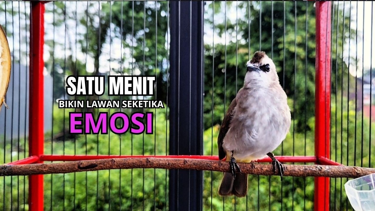 Suara Burung TRUCUKAN gacor TARUNG ROPEL PANJANG pancingan trucukan agar JADI trucuk gacor EMOSI