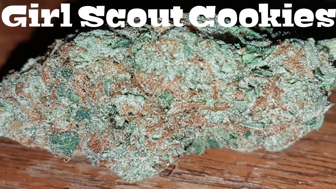 Strain Review - Girl Scout Cookies (GSC)