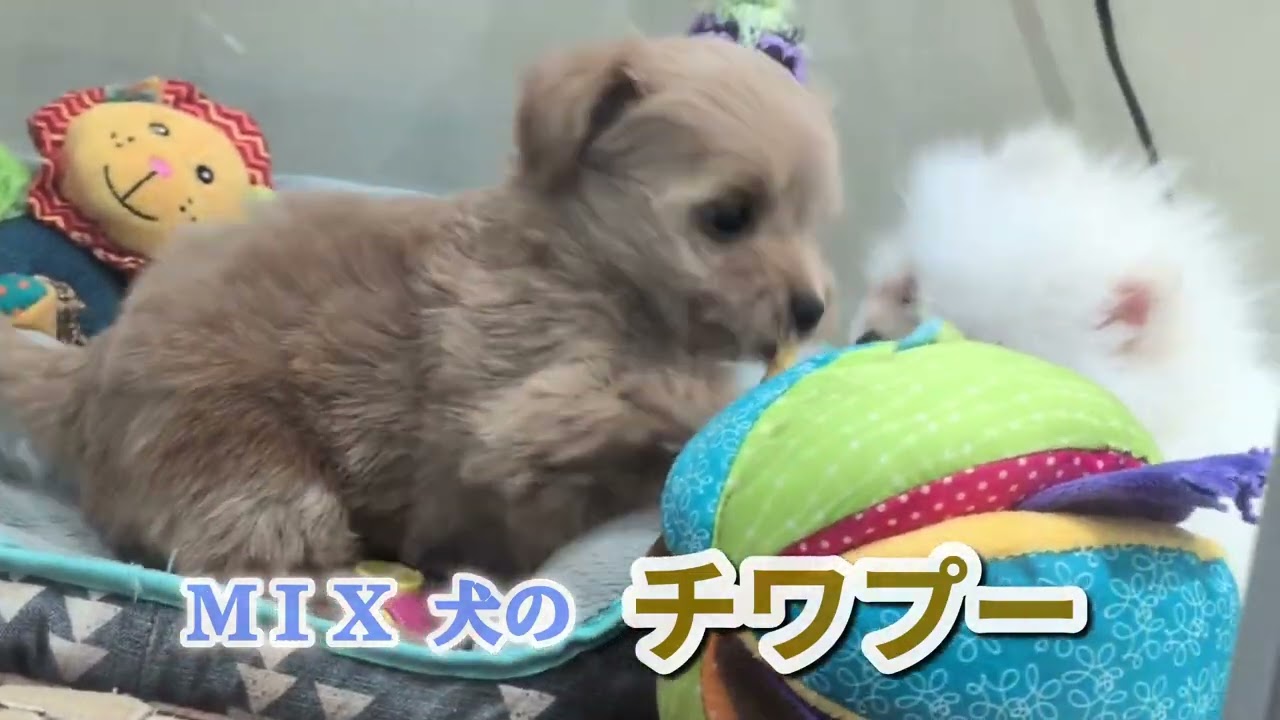 ひとり遊びが大好きなミックス犬のチワプー ！ それに、怒り出すポメラニアン ！【しずくん動画ショート横長】#ミックス犬 