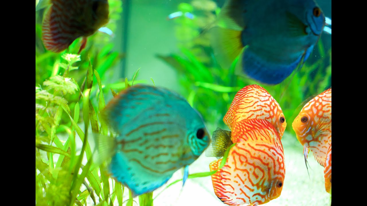 Miesmuscheln als Futter für Diskusfische