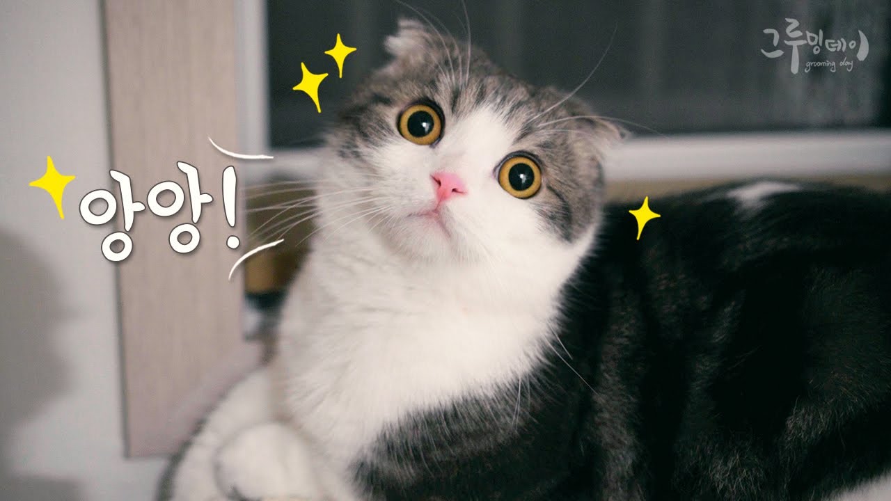 용감한 고양이 코비!