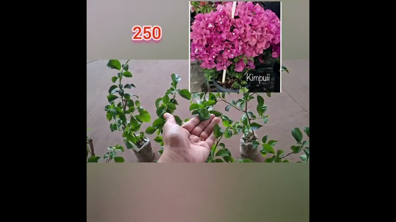 New stocks of bonganvilla varieties 