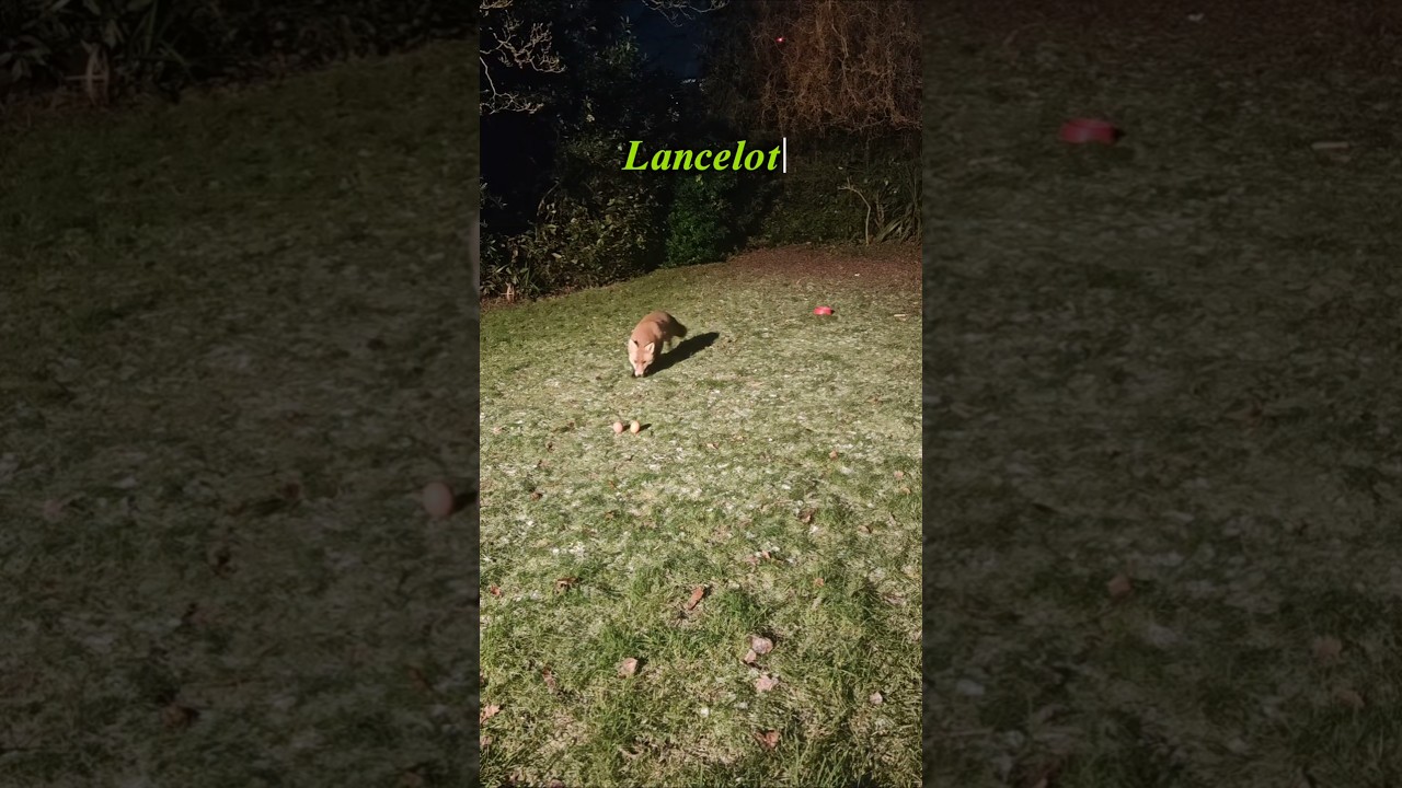 Hey Guys Meet Lancelot. 