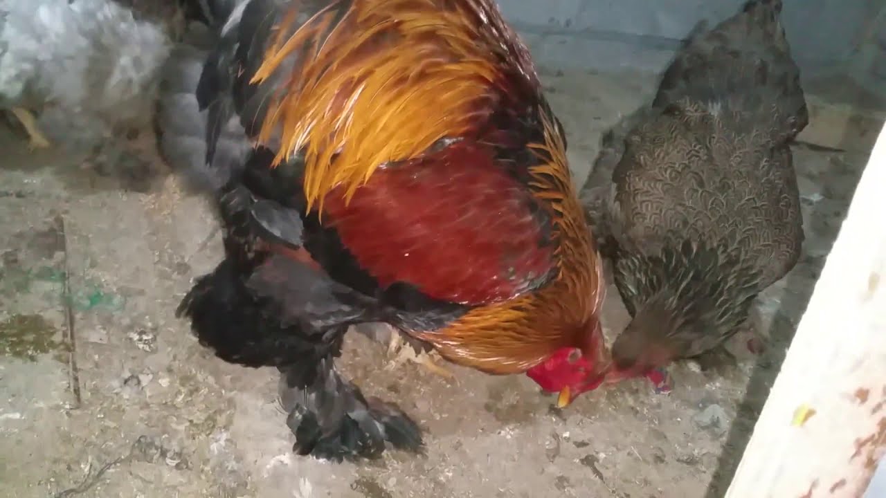 Brahma Gold with Gold Blue , Splash and Golden Hens