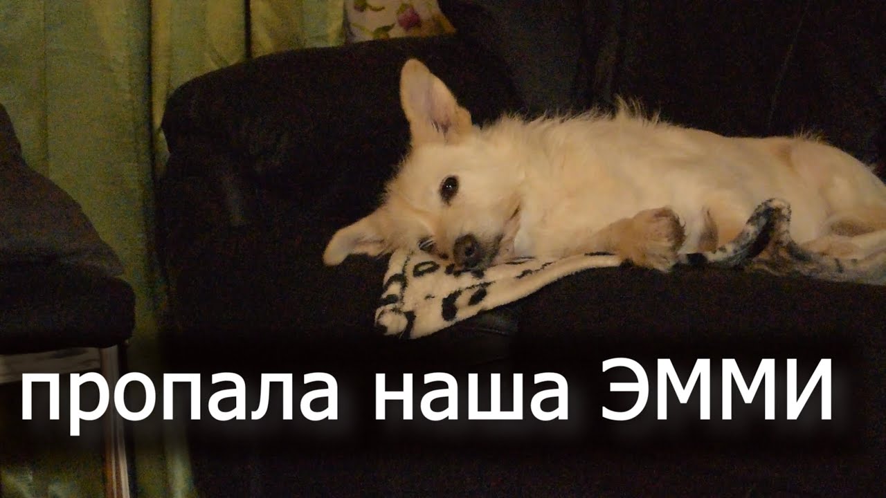Как быстро найти собаку? Трагедии нет. Эмми нашли.
